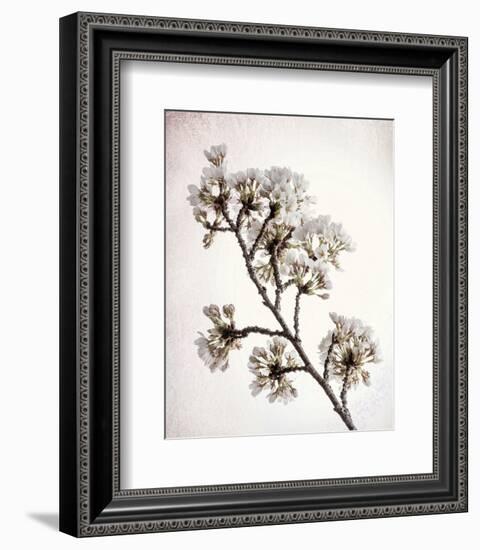 Flowering Cherry II-Kathy Mahan-Framed Photo