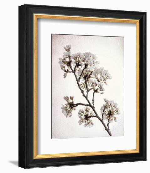 Flowering Cherry II-Kathy Mahan-Framed Photo