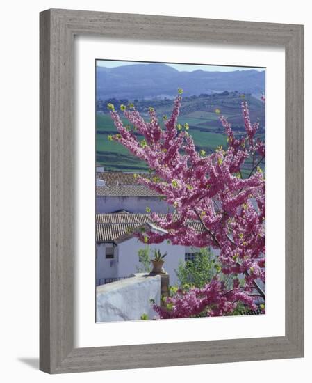 Flowering Cherry Tree and Whitewashed Buildings, Ronda, Spain-Merrill Images-Framed Photographic Print