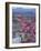 Flowering Cherry Tree and Whitewashed Buildings, Ronda, Spain-Merrill Images-Framed Photographic Print