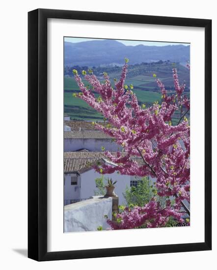 Flowering Cherry Tree and Whitewashed Buildings, Ronda, Spain-Merrill Images-Framed Photographic Print
