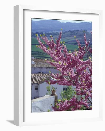 Flowering Cherry Tree and Whitewashed Buildings, Ronda, Spain-Merrill Images-Framed Photographic Print