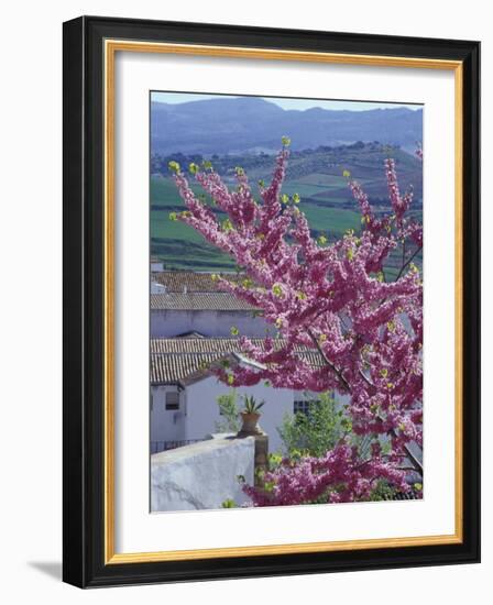 Flowering Cherry Tree and Whitewashed Buildings, Ronda, Spain-Merrill Images-Framed Photographic Print