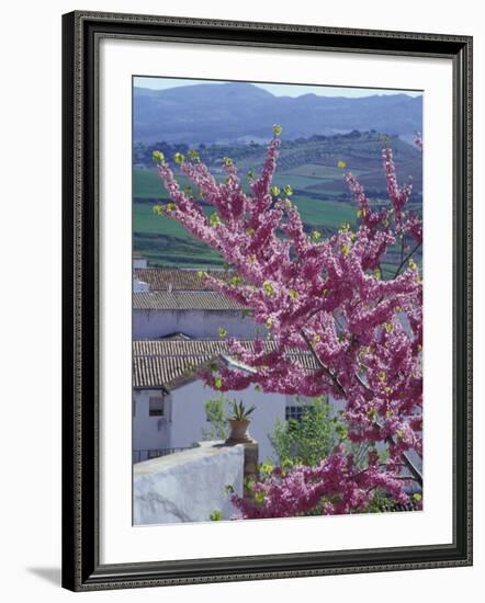 Flowering Cherry Tree and Whitewashed Buildings, Ronda, Spain-Merrill Images-Framed Photographic Print