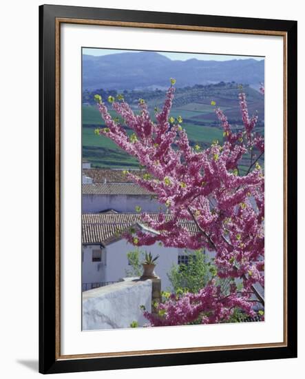 Flowering Cherry Tree and Whitewashed Buildings, Ronda, Spain-Merrill Images-Framed Photographic Print