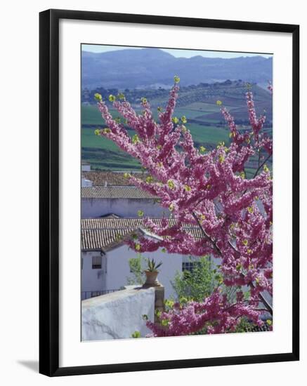 Flowering Cherry Tree and Whitewashed Buildings, Ronda, Spain-Merrill Images-Framed Photographic Print