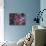 Flowering Cherry Tree, Ct-Kurt Freundlinger-Photographic Print displayed on a wall