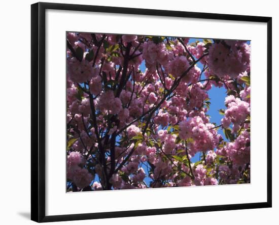 Flowering Cherry Tree, Ct-Kurt Freundlinger-Framed Photographic Print