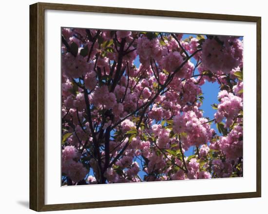 Flowering Cherry Tree, Ct-Kurt Freundlinger-Framed Photographic Print