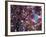 Flowering Cherry Tree, Ct-Kurt Freundlinger-Framed Photographic Print