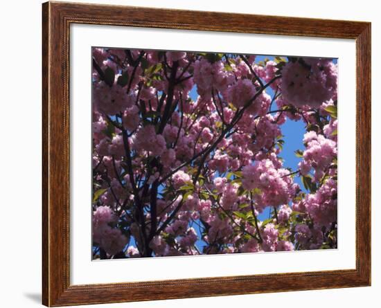 Flowering Cherry Tree, Ct-Kurt Freundlinger-Framed Photographic Print