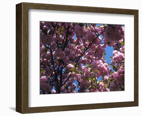 Flowering Cherry Tree, Ct-Kurt Freundlinger-Framed Photographic Print