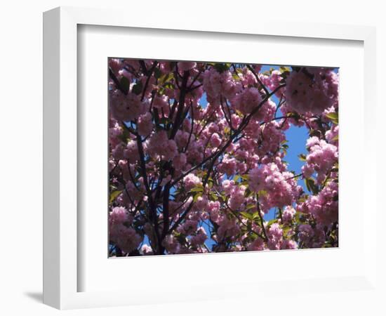 Flowering Cherry Tree, Ct-Kurt Freundlinger-Framed Photographic Print