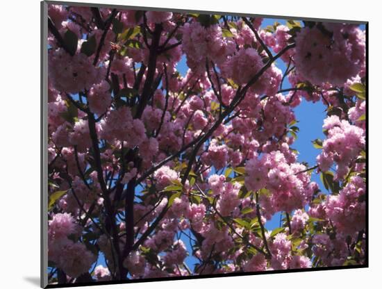 Flowering Cherry Tree, Ct-Kurt Freundlinger-Mounted Photographic Print