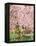 Flowering Cherry Tree, Seattle Arboretum, Washington, USA-Janell Davidson-Framed Premier Image Canvas