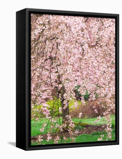 Flowering Cherry Tree, Seattle Arboretum, Washington, USA-Janell Davidson-Framed Premier Image Canvas