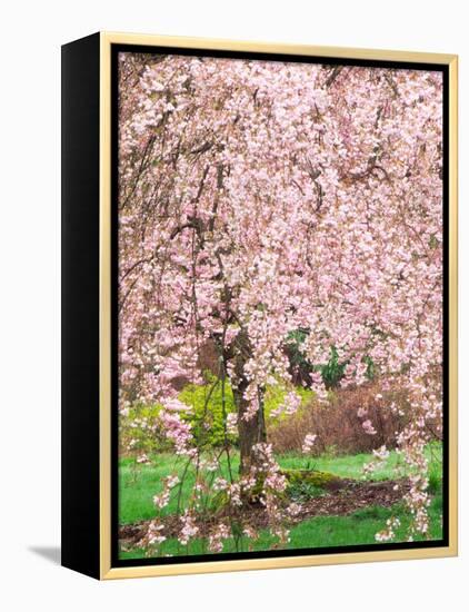 Flowering Cherry Tree, Seattle Arboretum, Washington, USA-Janell Davidson-Framed Premier Image Canvas