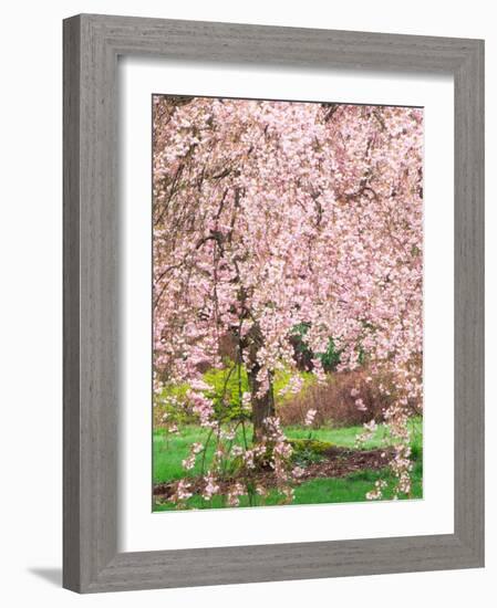 Flowering Cherry Tree, Seattle Arboretum, Washington, USA-Janell Davidson-Framed Photographic Print