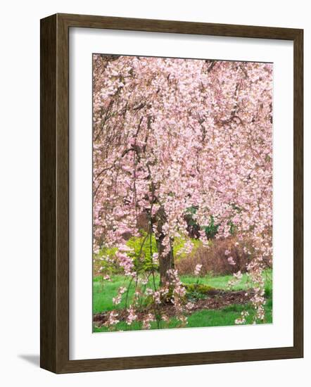 Flowering Cherry Tree, Seattle Arboretum, Washington, USA-Janell Davidson-Framed Photographic Print