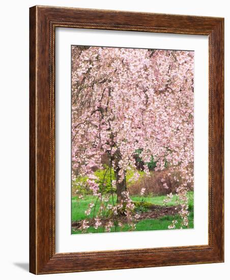 Flowering Cherry Tree, Seattle Arboretum, Washington, USA-Janell Davidson-Framed Photographic Print