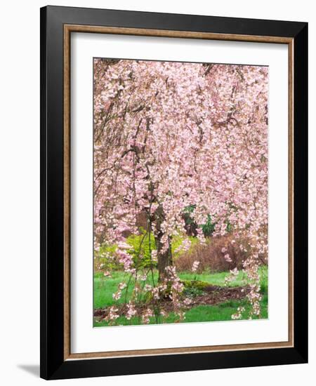 Flowering Cherry Tree, Seattle Arboretum, Washington, USA-Janell Davidson-Framed Photographic Print