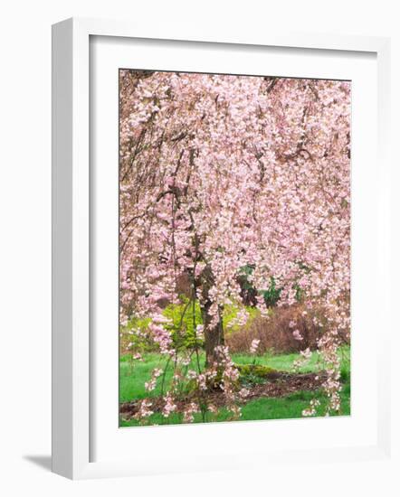 Flowering Cherry Tree, Seattle Arboretum, Washington, USA-Janell Davidson-Framed Photographic Print