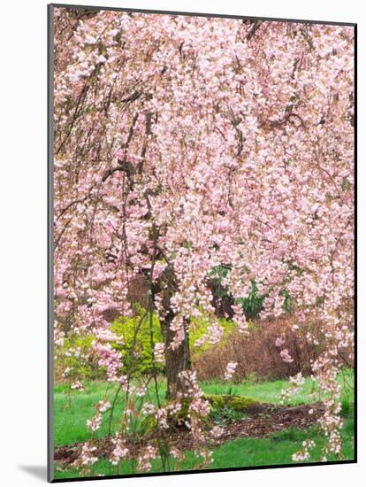 Flowering Cherry Tree, Seattle Arboretum, Washington, USA-Janell Davidson-Mounted Photographic Print