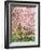 Flowering Cherry Tree, Seattle Arboretum, Washington, USA-Janell Davidson-Framed Photographic Print