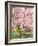 Flowering Cherry Tree, Seattle Arboretum, Washington, USA-Janell Davidson-Framed Photographic Print