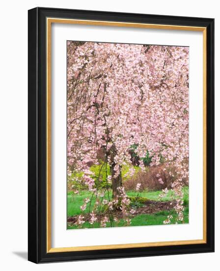 Flowering Cherry Tree, Seattle Arboretum, Washington, USA-Janell Davidson-Framed Photographic Print