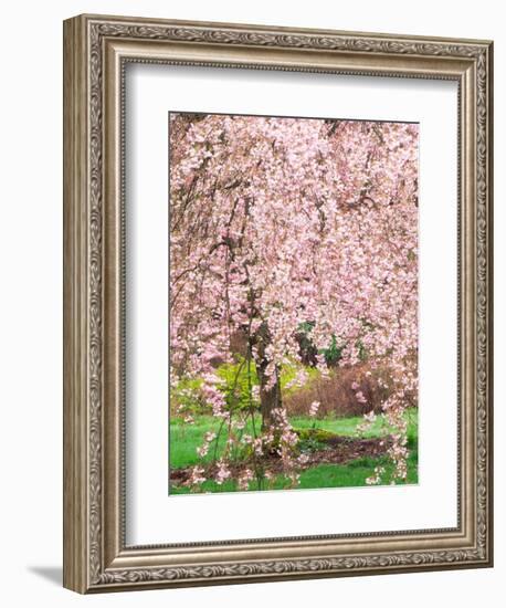 Flowering Cherry Tree, Seattle Arboretum, Washington, USA-Janell Davidson-Framed Photographic Print