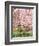 Flowering Cherry Tree, Seattle Arboretum, Washington, USA-Janell Davidson-Framed Photographic Print