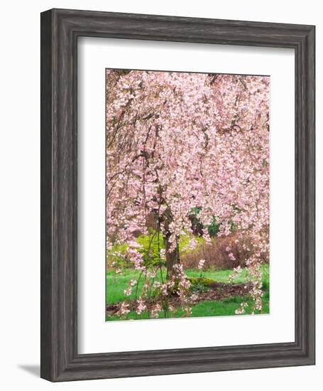 Flowering Cherry Tree, Seattle Arboretum, Washington, USA-Janell Davidson-Framed Photographic Print