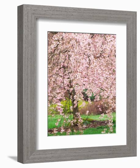 Flowering Cherry Tree, Seattle Arboretum, Washington, USA-Janell Davidson-Framed Photographic Print