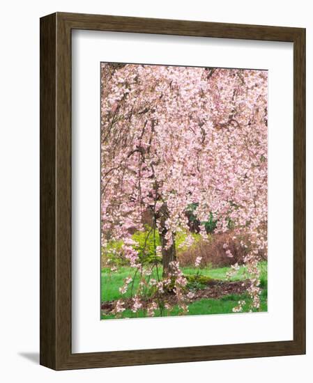 Flowering Cherry Tree, Seattle Arboretum, Washington, USA-Janell Davidson-Framed Photographic Print