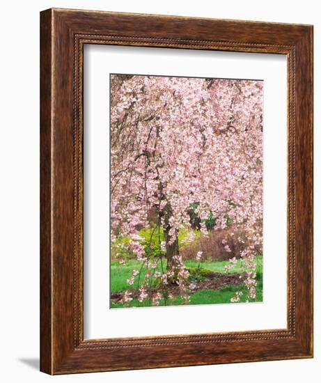 Flowering Cherry Tree, Seattle Arboretum, Washington, USA-Janell Davidson-Framed Photographic Print