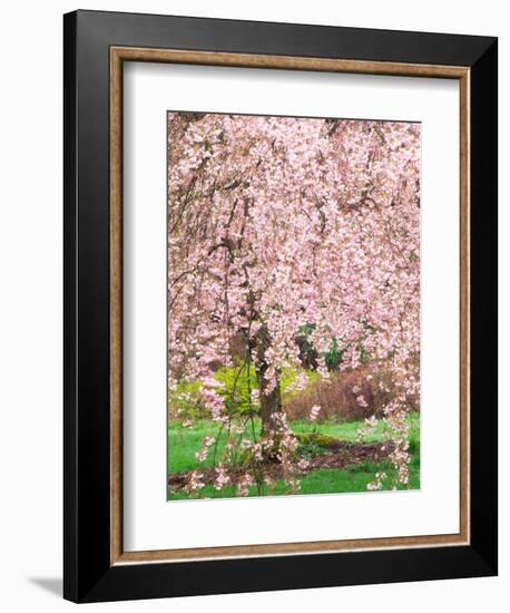 Flowering Cherry Tree, Seattle Arboretum, Washington, USA-Janell Davidson-Framed Photographic Print