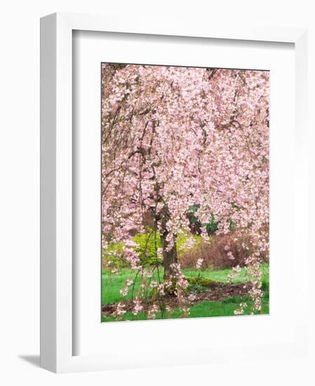 Flowering Cherry Tree, Seattle Arboretum, Washington, USA-Janell Davidson-Framed Photographic Print