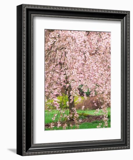 Flowering Cherry Tree, Seattle Arboretum, Washington, USA-Janell Davidson-Framed Photographic Print