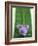 Flowering Chives-Elisabeth Cölfen-Framed Photographic Print