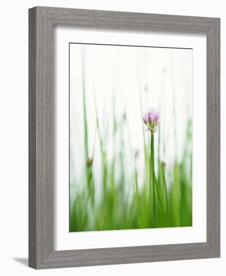 Flowering Chives-Kr?ger & Gross-Framed Photographic Print