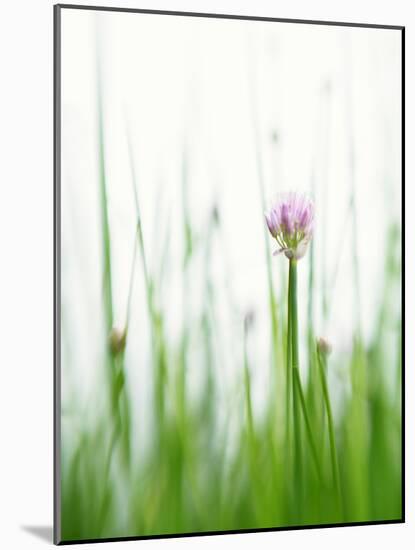 Flowering Chives-Kr?ger & Gross-Mounted Photographic Print