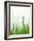 Flowering Chives-Kr?ger & Gross-Framed Photographic Print