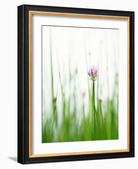 Flowering Chives-Kr?ger & Gross-Framed Photographic Print