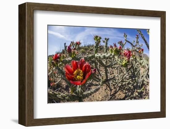 Flowering cholla cactus (Cylindropuntia spp), in the Sweetwater Preserve, Tucson, Arizona, United S-Michael Nolan-Framed Photographic Print