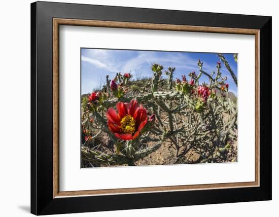 Flowering cholla cactus (Cylindropuntia spp), in the Sweetwater Preserve, Tucson, Arizona, United S-Michael Nolan-Framed Photographic Print