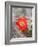 Flowering Claret Cup Cactus, Joshua Tree National Park, California, Usa-Jamie & Judy Wild-Framed Photographic Print