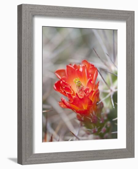 Flowering Claret Cup Cactus, Joshua Tree National Park, California, Usa-Jamie & Judy Wild-Framed Photographic Print