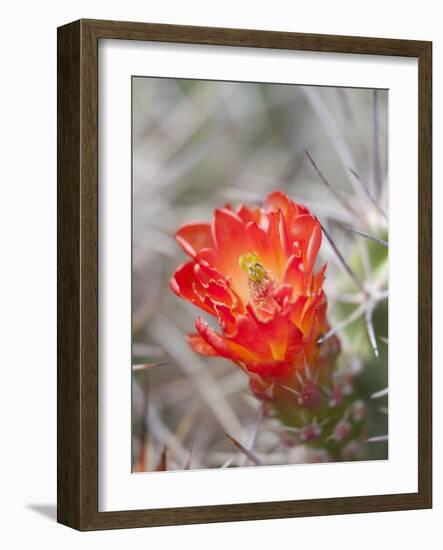 Flowering Claret Cup Cactus, Joshua Tree National Park, California, Usa-Jamie & Judy Wild-Framed Photographic Print
