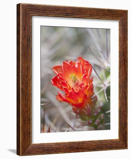 Flowering Claret Cup Cactus, Joshua Tree National Park, California, Usa-Jamie & Judy Wild-Framed Photographic Print